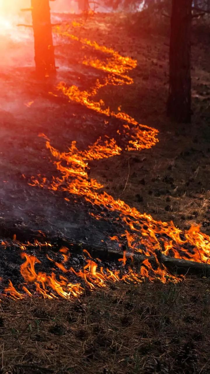 MP is close to overtaking Punjab in stubble burning cases