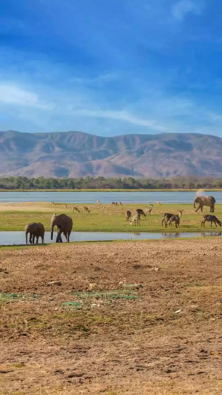 Conserving Wildlife: Key to Healthy Ecosystems