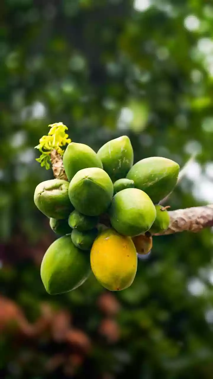 Why Fresh Papaya Fits a Balanced Monsoon Fruit Plate