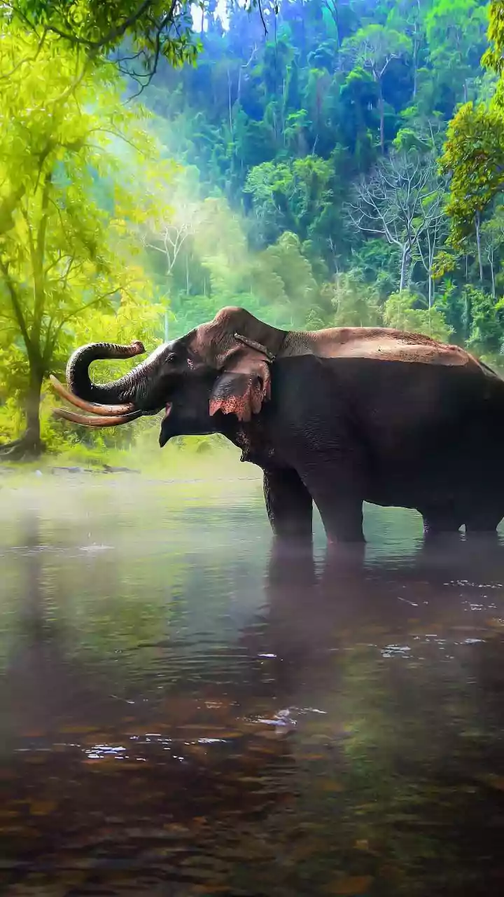 Indonesia Engages Vantara’s Expertise To Curb Elephant Deaths From EEHV