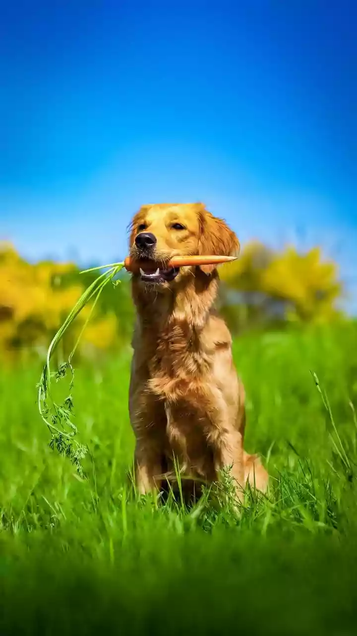 Personalized Pet Nutrition Is The Next Big Pet Trend