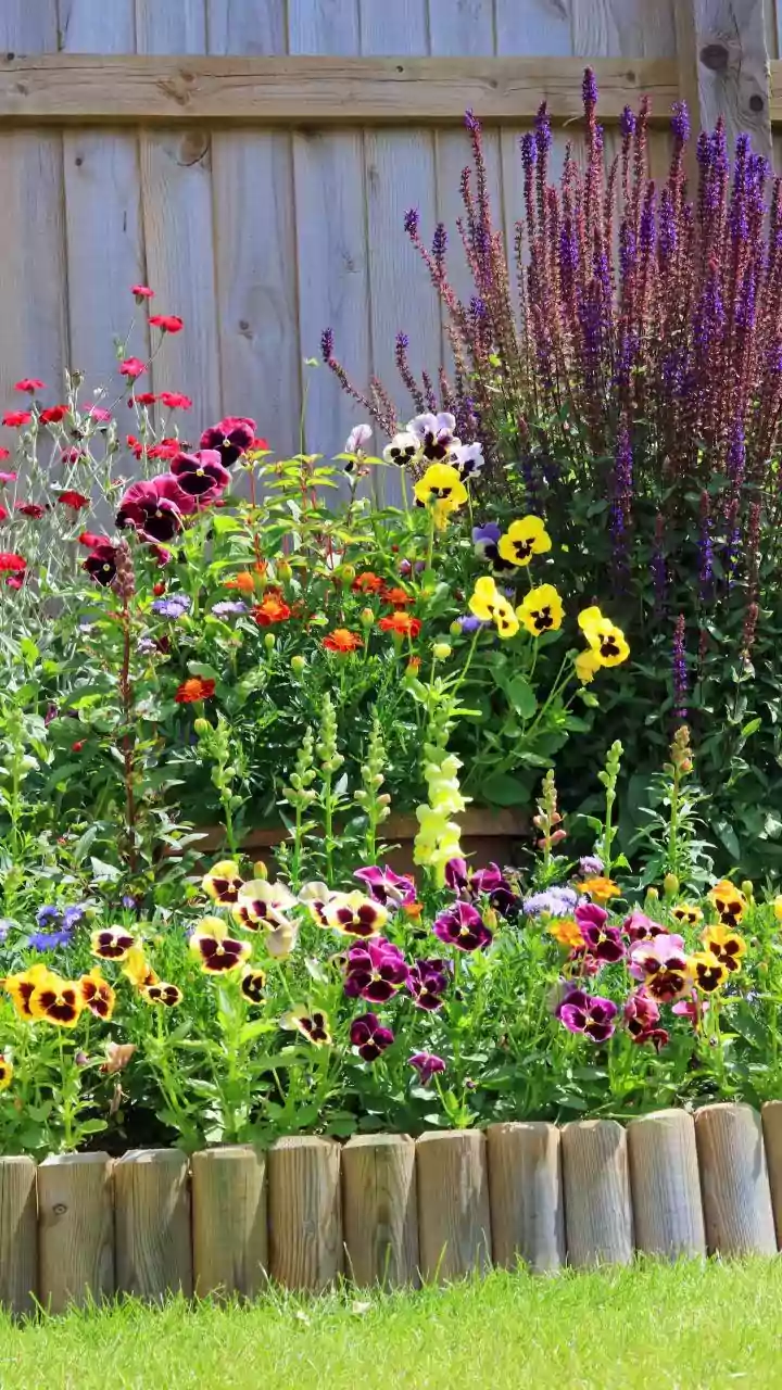 Flowers to plant in February for stunning spring and summer home garden