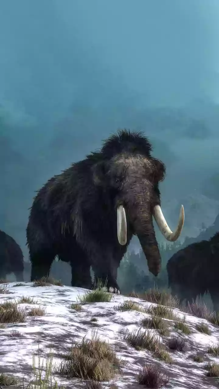 Woolly Mammoth's Revival: A Scientific Expedition