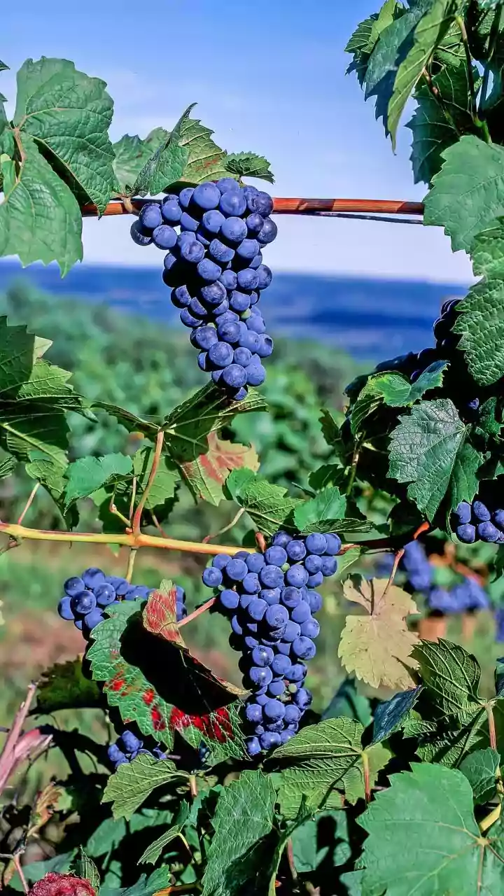 Nashik Vineyard Farmers Save Grape Crops With Early AI Drone Disease Scans