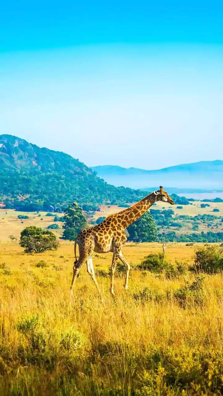 A South Africa Journey That Balances Thrill with Time to Pause