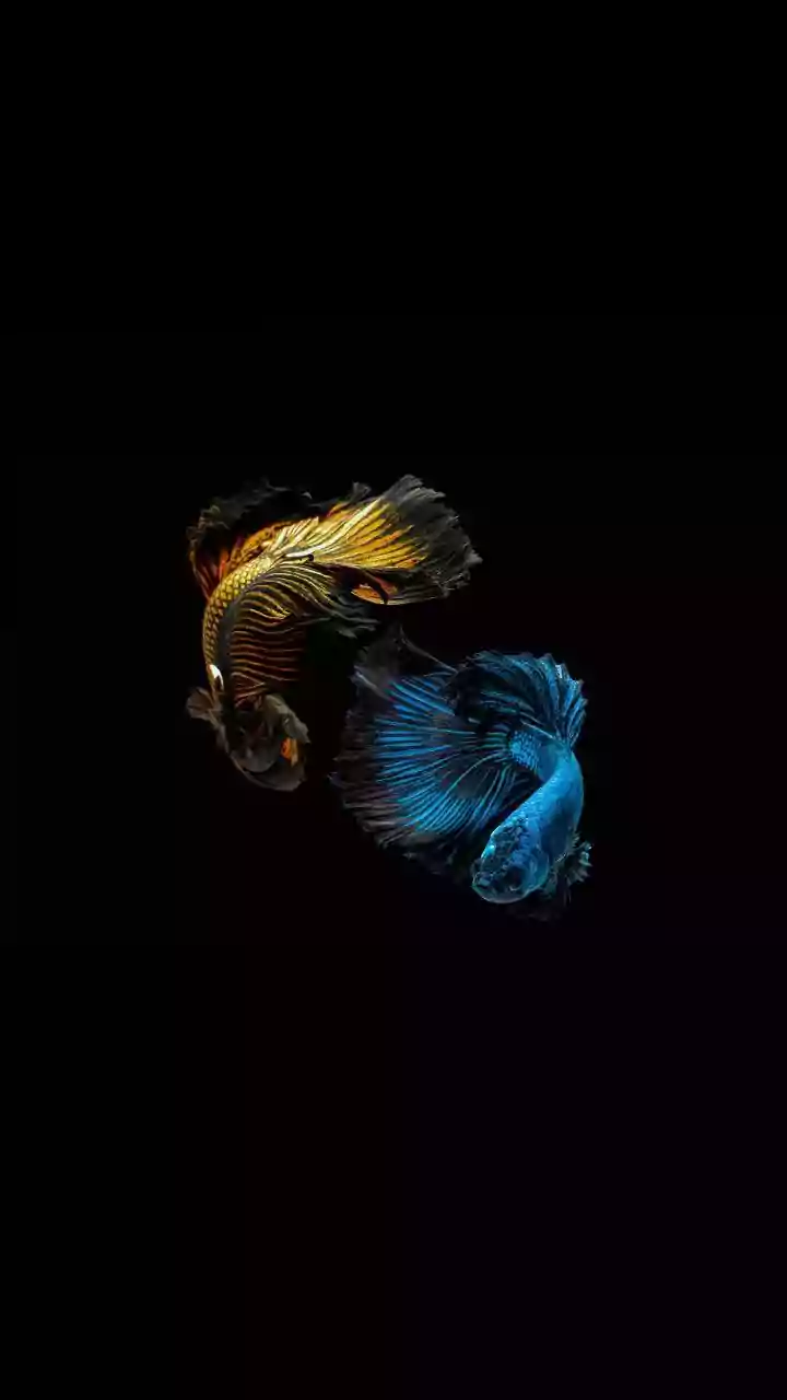 Pisces Horoscope Today, April 15, 2026