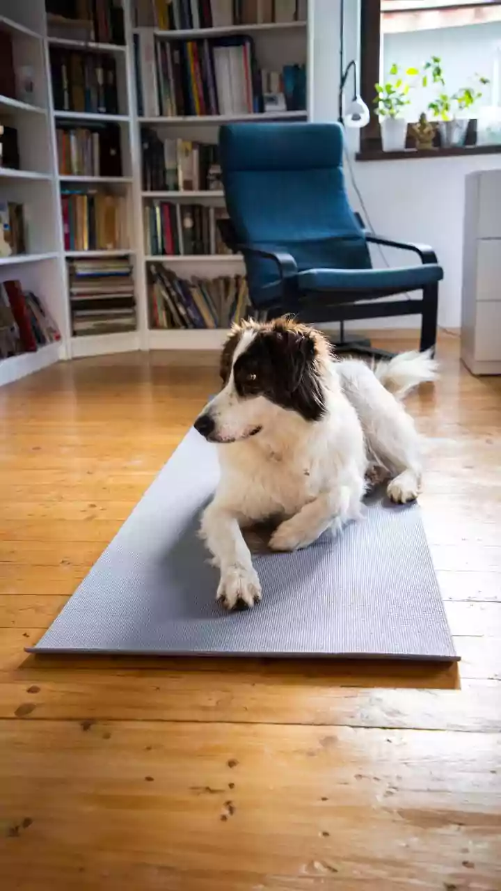 The Viral Two-Ingredient Frozen Mat Hack To Calm Bored Pups
