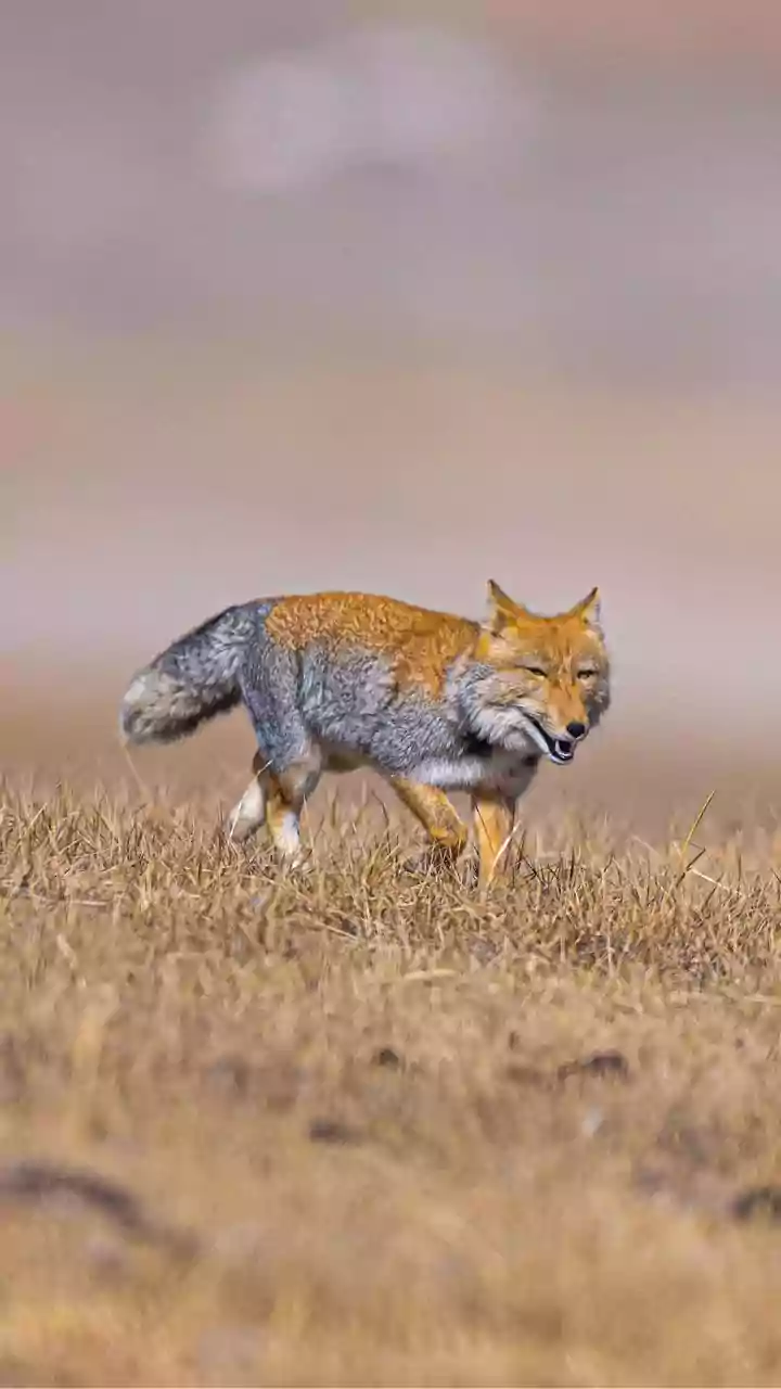 Injured Red Fox Roams Roadside Near Pangong Tso, Internet Reacts | Watch Video