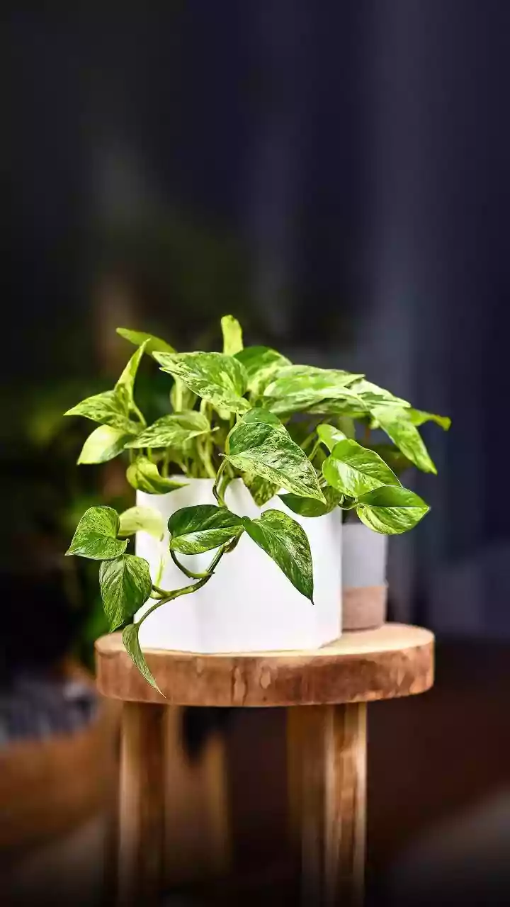 Indoor Plants May Boost Comfort Even If Air Purification Is Limited