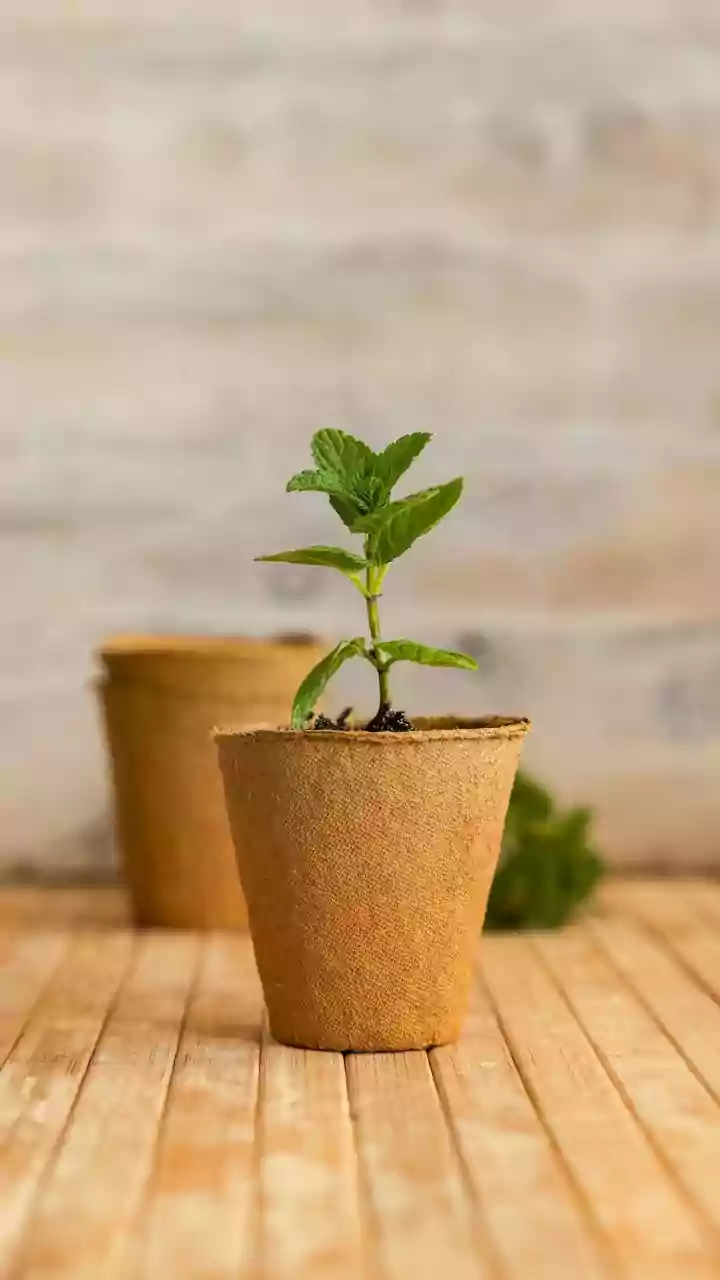 Green Thumbs Up: Cultivating Mint with Repurposed Tea Bags