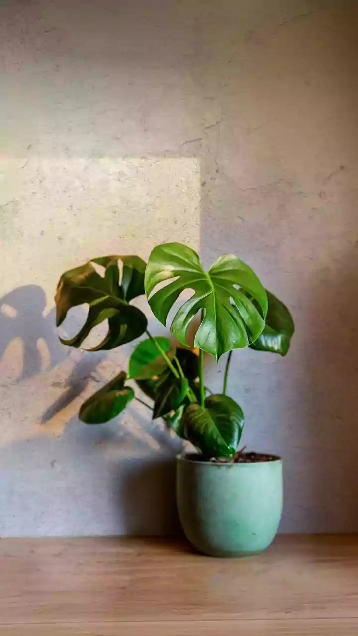 7 plantas para apartamento que são bonitas e fáceis de cuidar