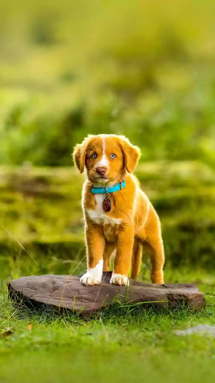 Do Not Pass a Shy Pet from Person to Person