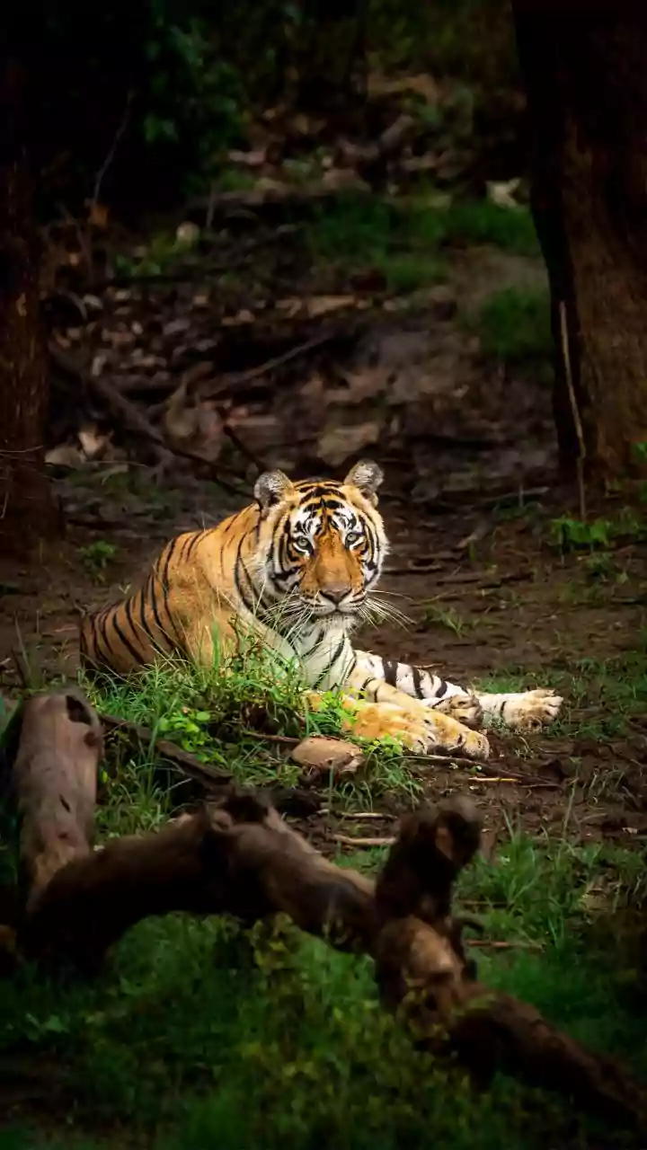 Unveiling the Mysterious Death of a Tiger in Bandhavgarh