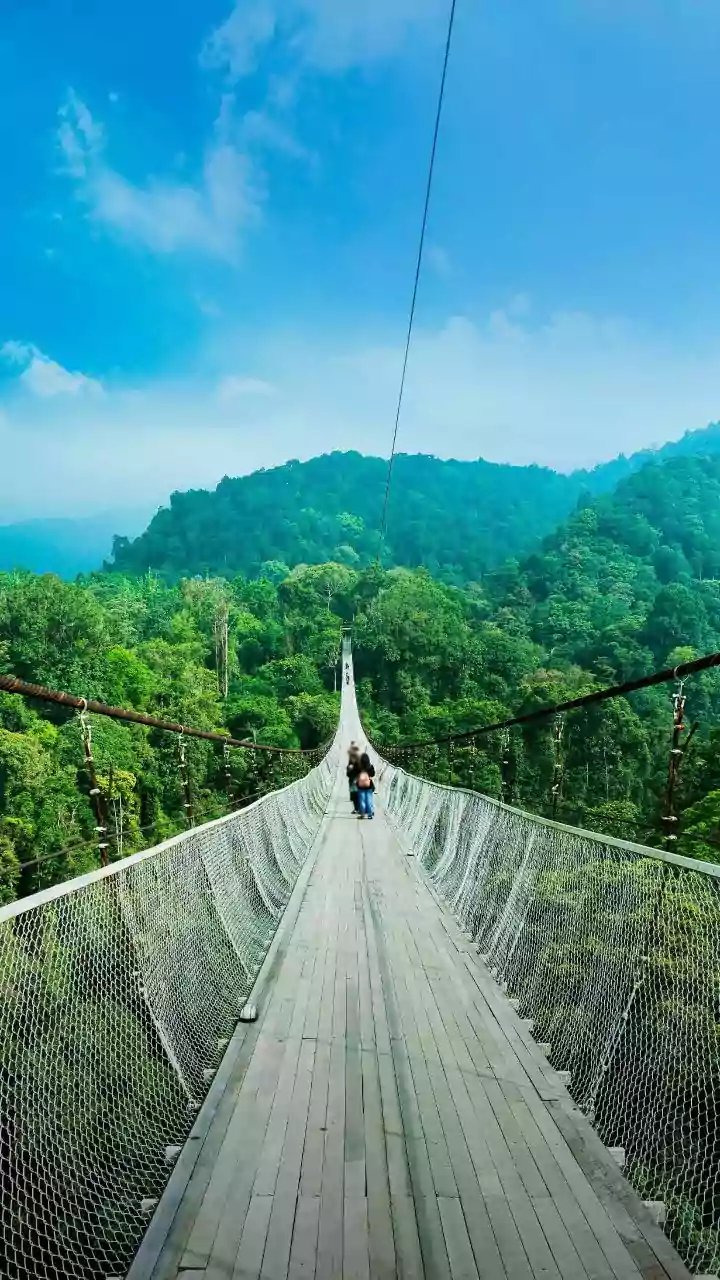 Walk Above The Trees This Rainy Season