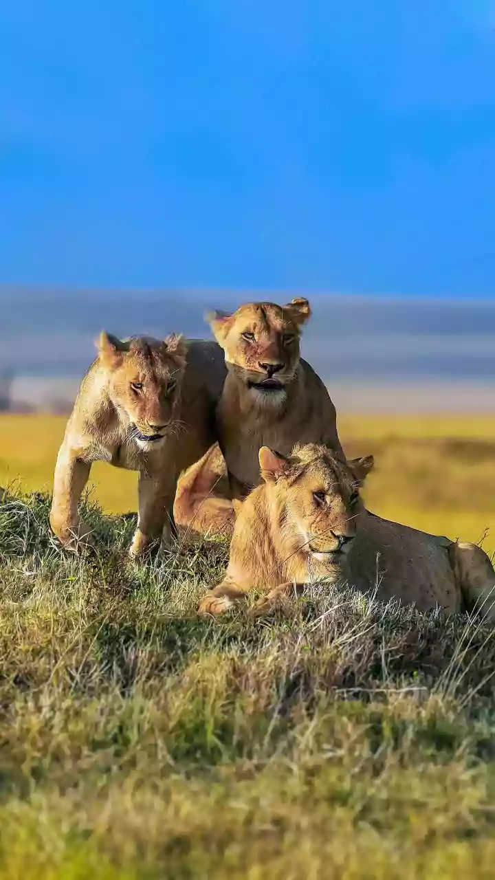 ‘I Feel At Home Because...’: PM Modi’s ‘Gujarat, Lion’ Analogy In Address To Ethiopian Parliament