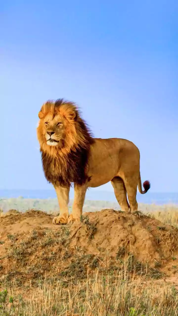 Lion or Monkey: Your First Glimpse Unveils Your Inner Leader or Creative Spark!