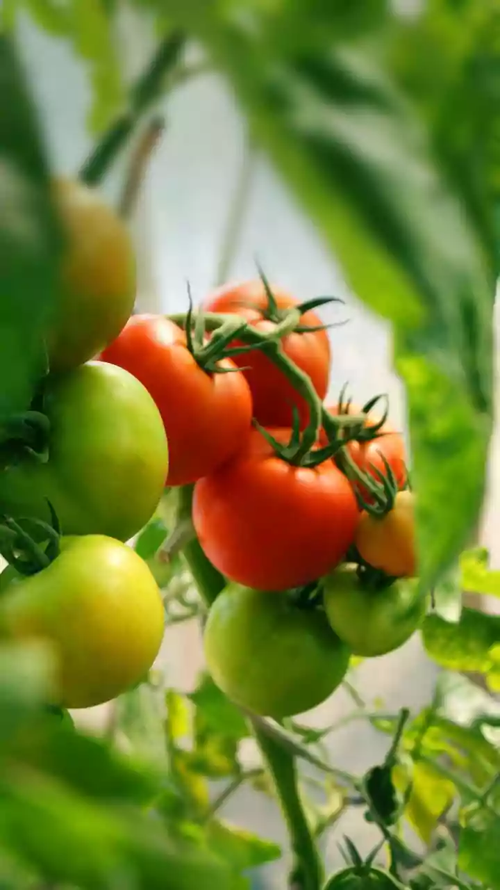 India-US Trade Deal To Boost American Farm Exports, Cut $1.3 Bn Agri Deficit: Trump Aide