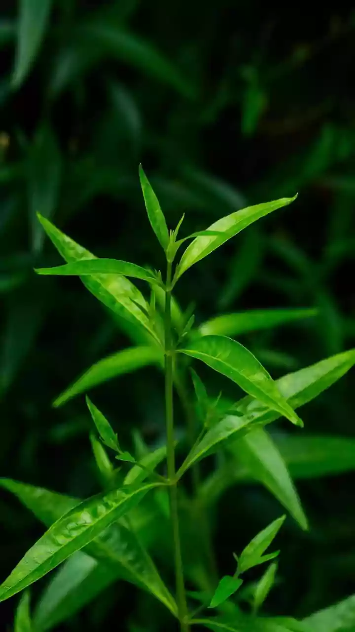 Why tiger herb must be in your sincare regimen