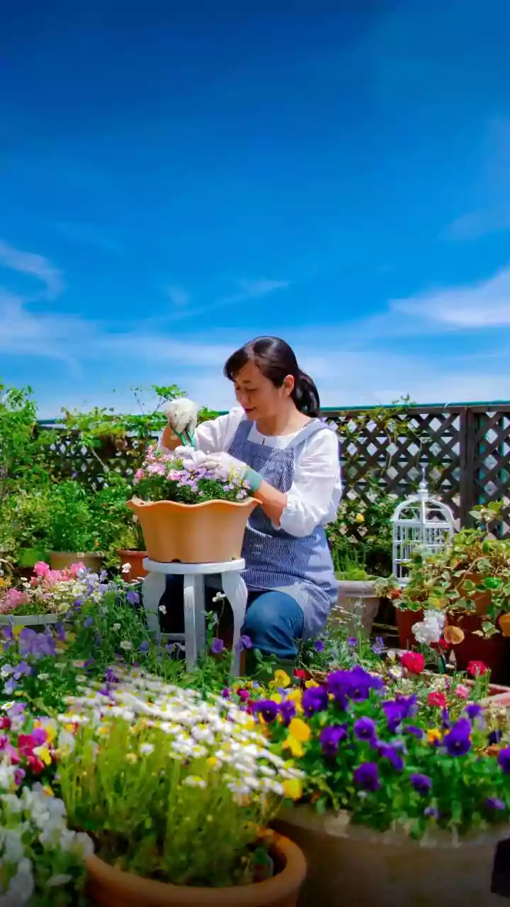 Balcony Gardeners Should Check Drainage After Dense Growth