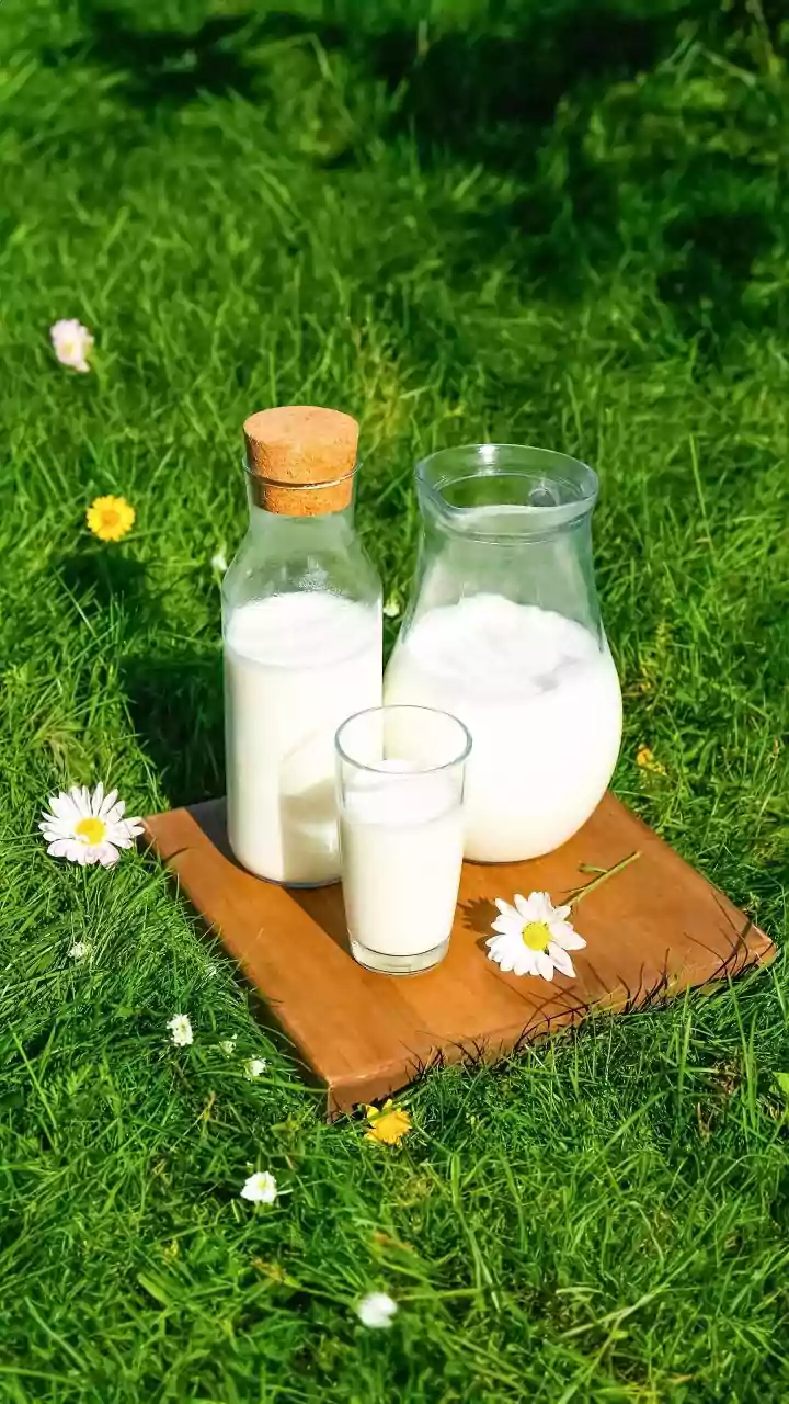Rising Temperatures Put India’s Dairy Productivity Under The Spotlight