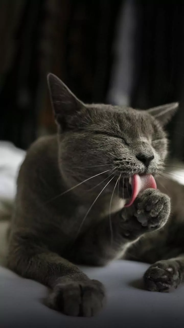 Paw Hygiene Has Entered The Pet Chat