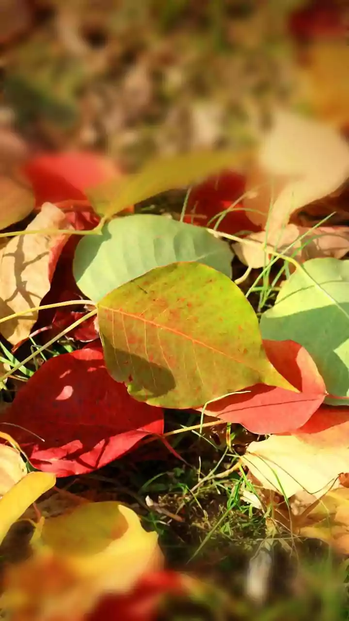 Incredible plants that change leaf colour throughout year right before your eyes