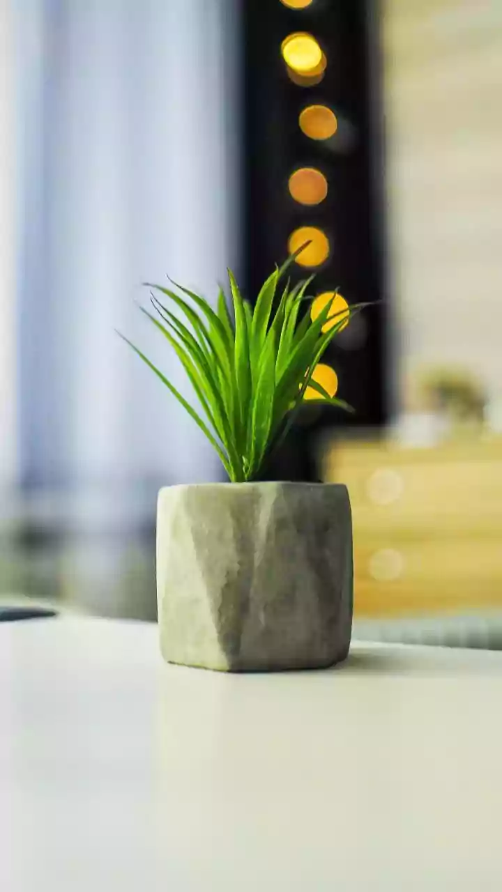Why Beginner Indoor Plants Offer Easy Stress-Relief Additions To Compact Modern Work-From-Home Apartments