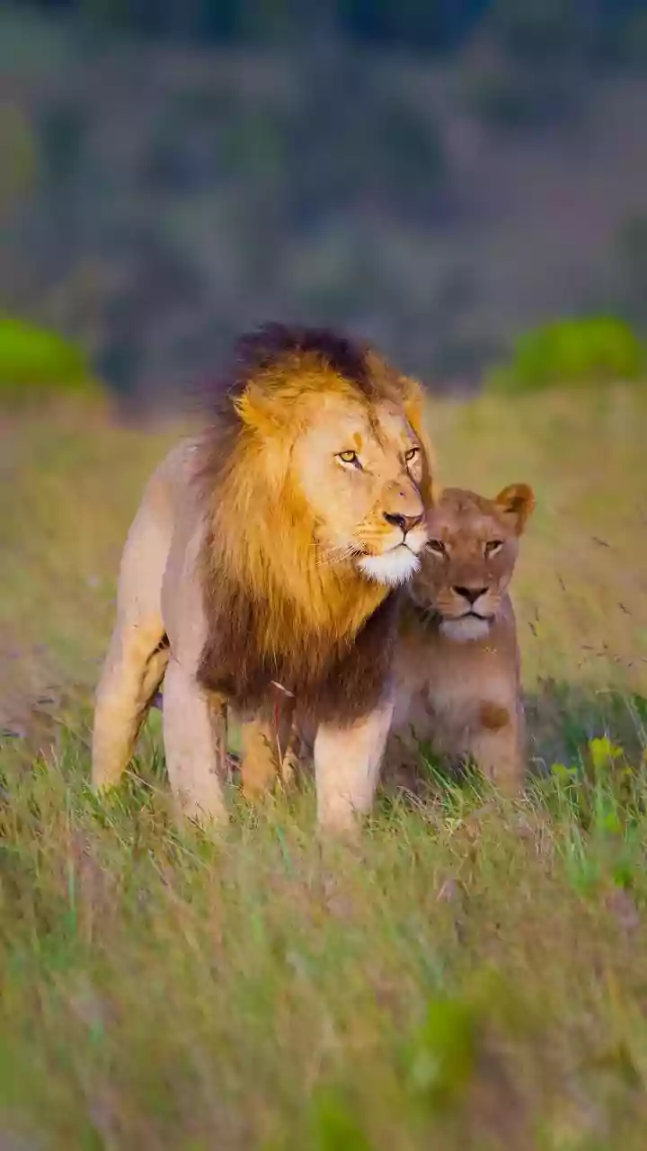 Gujarat's Barda Sanctuary Gains Importance As Asiatic Lions Settle Beyond Gir