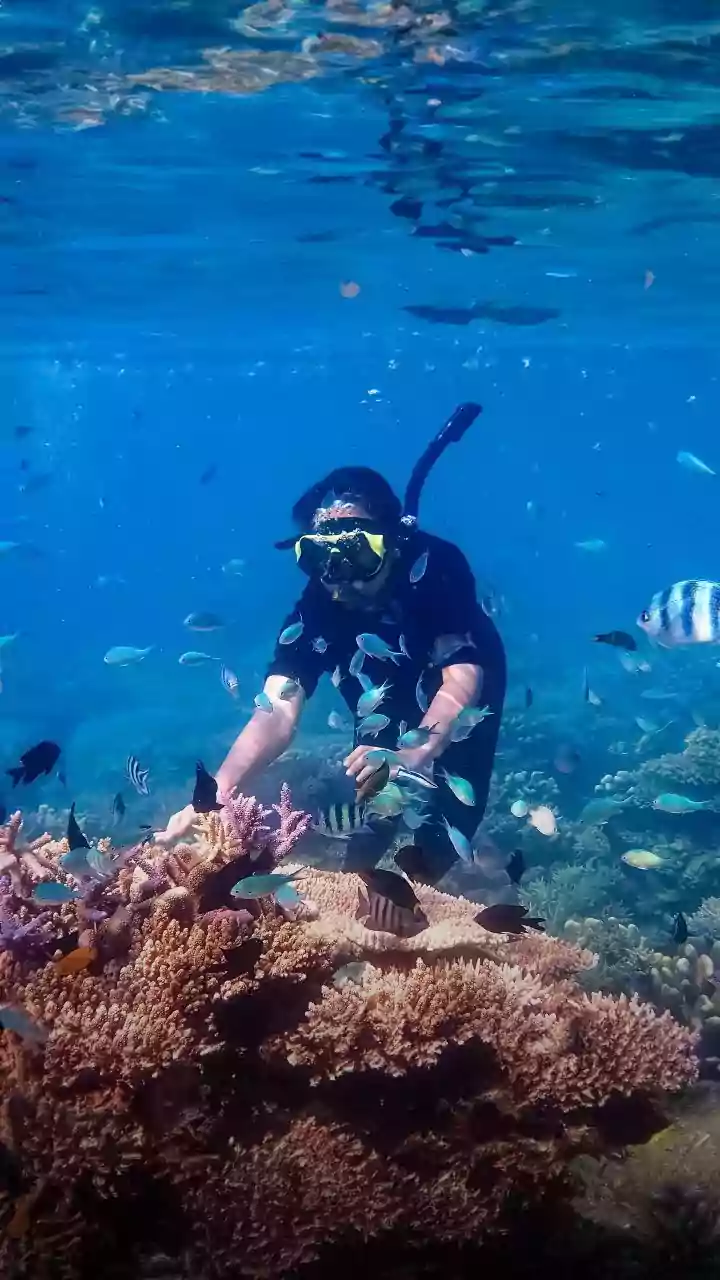 Why Identifying Heat Resilient Coral Species Is Critical For Saving Endangered Reef Ecosystems