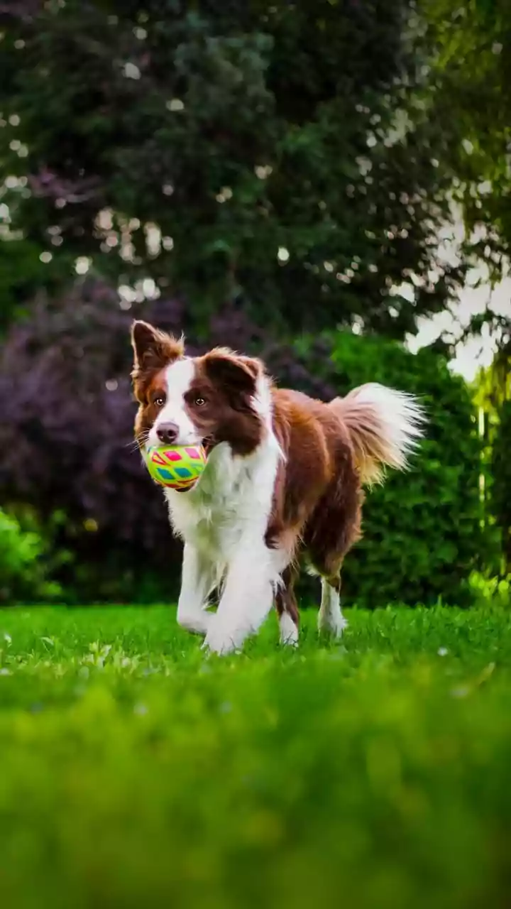 Longer light, quick paws – energy surges