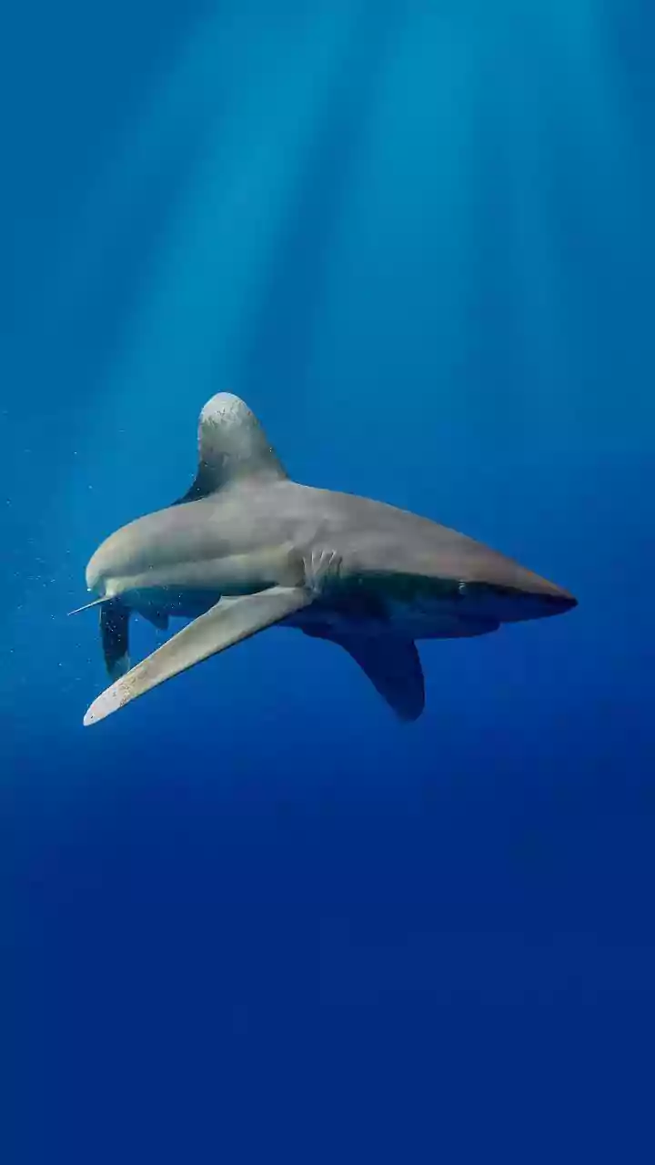 What Researchers Are Learning About The Deep Ocean