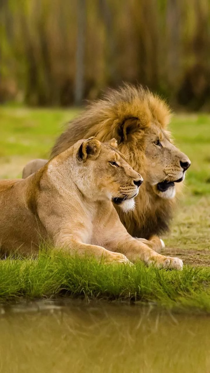 What The Return Of 17 Asiatic Lions Means For Gujarat's Barda Sanctuary