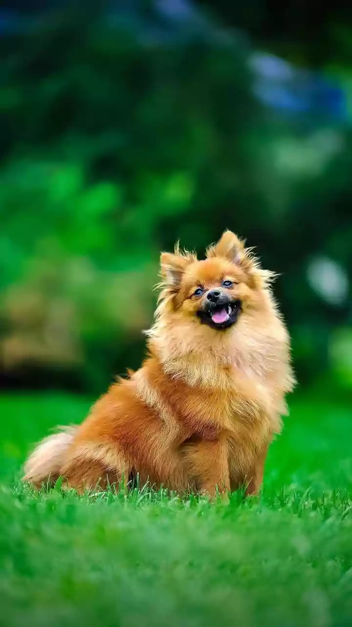Can dogs detect cancer? Bengaluru start-up begins 10,000-person trial