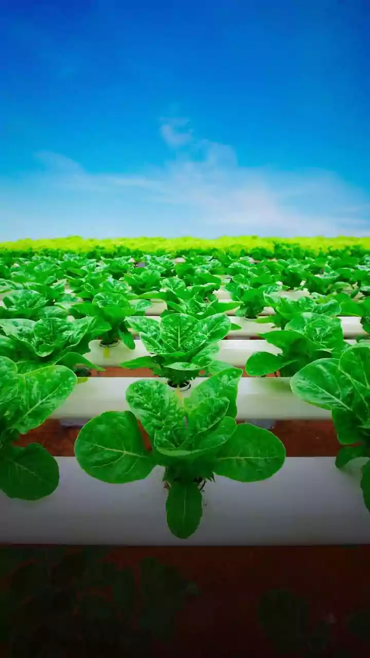 Urban Greens Can Grow In Water Too