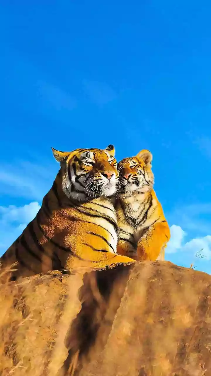New Estimate Shows 429 Wild Tigers Across Nepal's Protected Landscapes