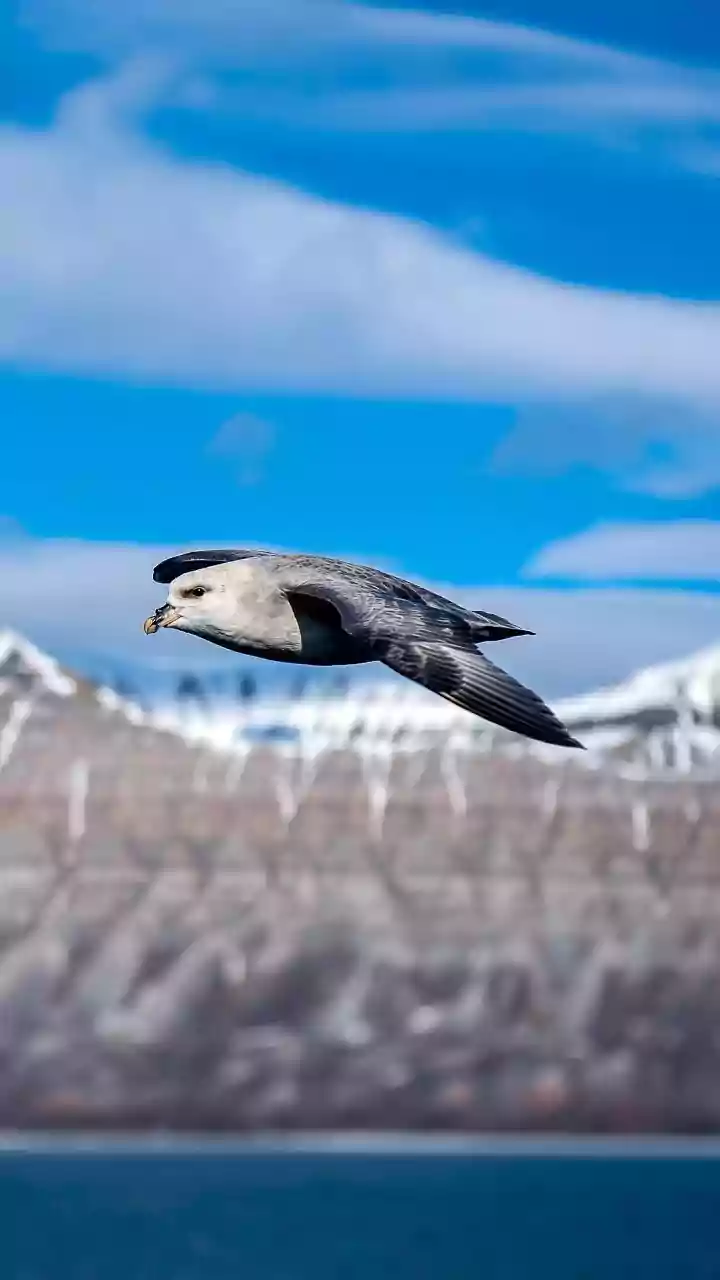 How Atmospheric Infrasound Waves Help Birds Detect Distant Mountain Ranges And Coasts