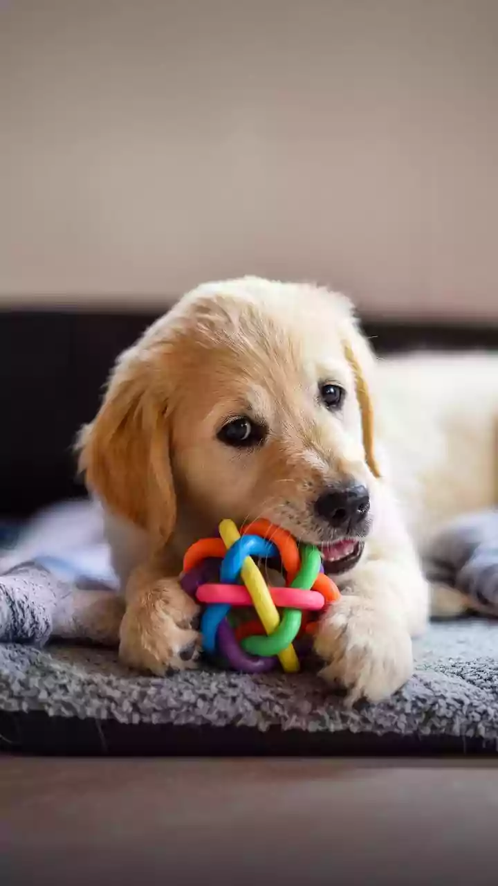 Fixação por brinquedos pode se parecer com um vício em alguns cães, diz estudo