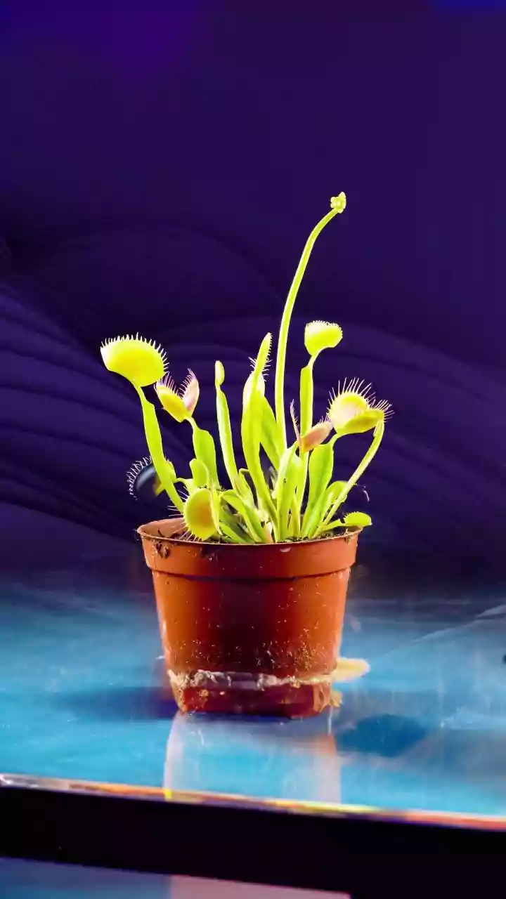 Nature's Quirky Foliage: Unveiling the World's Most Unusual Leaves