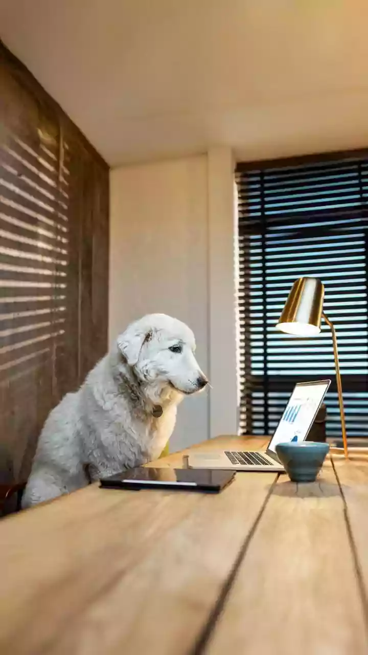 Warhound's Dog Genetics Venture: What To Know About Planned Canine Technology
