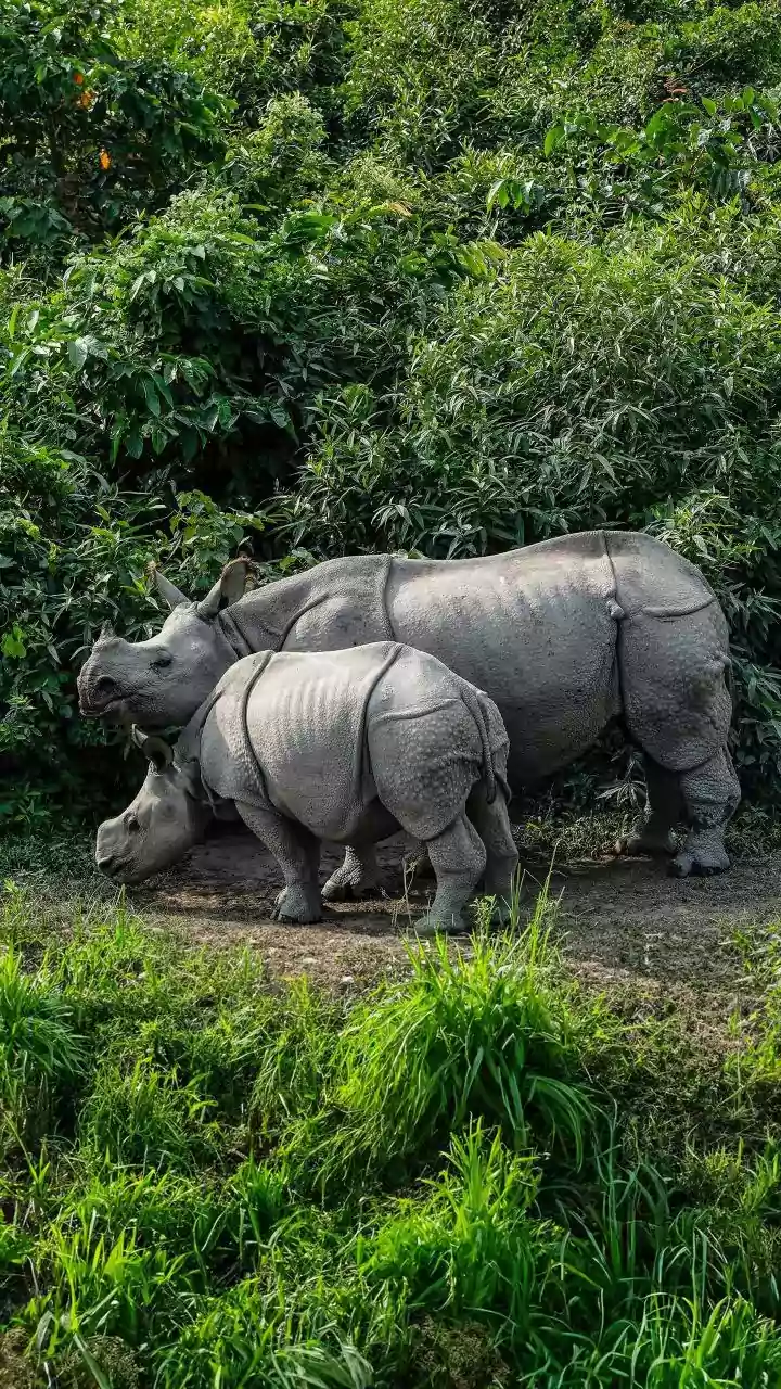 Kaziranga's Wild Wonders: Meet 8 Amazing Animals in India's Prized National Park