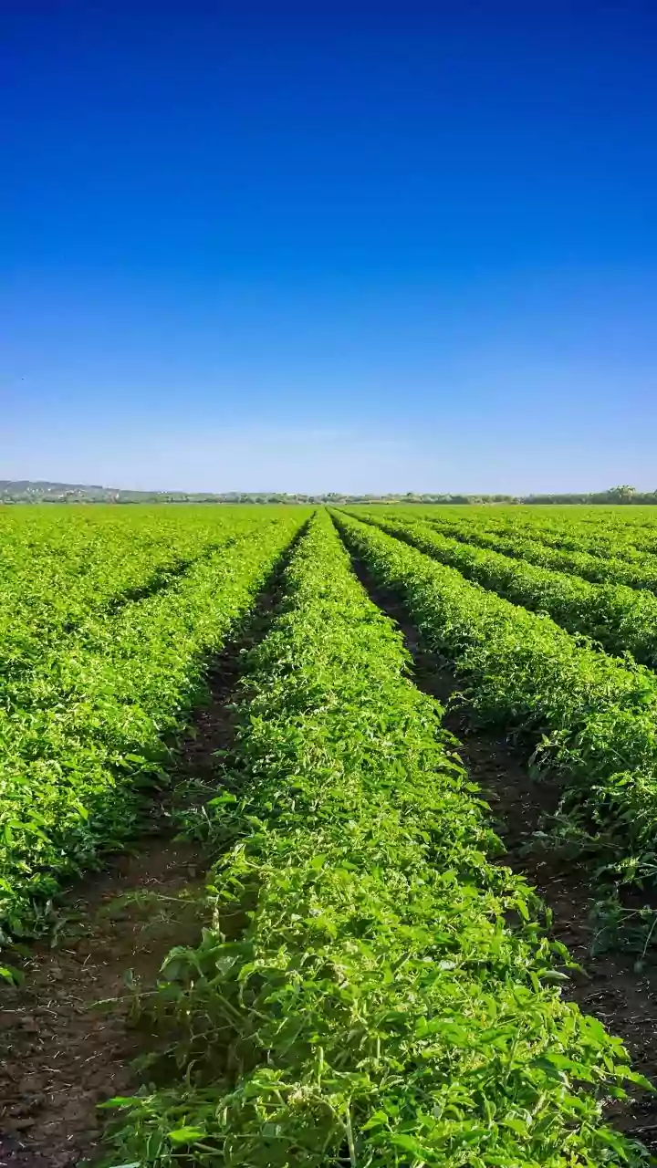 Union Budget 2026-27 : Beyond Wheat & Rice - The Strategic Shift to High-Value Crops (Cashews, Cocoa & Coconuts)