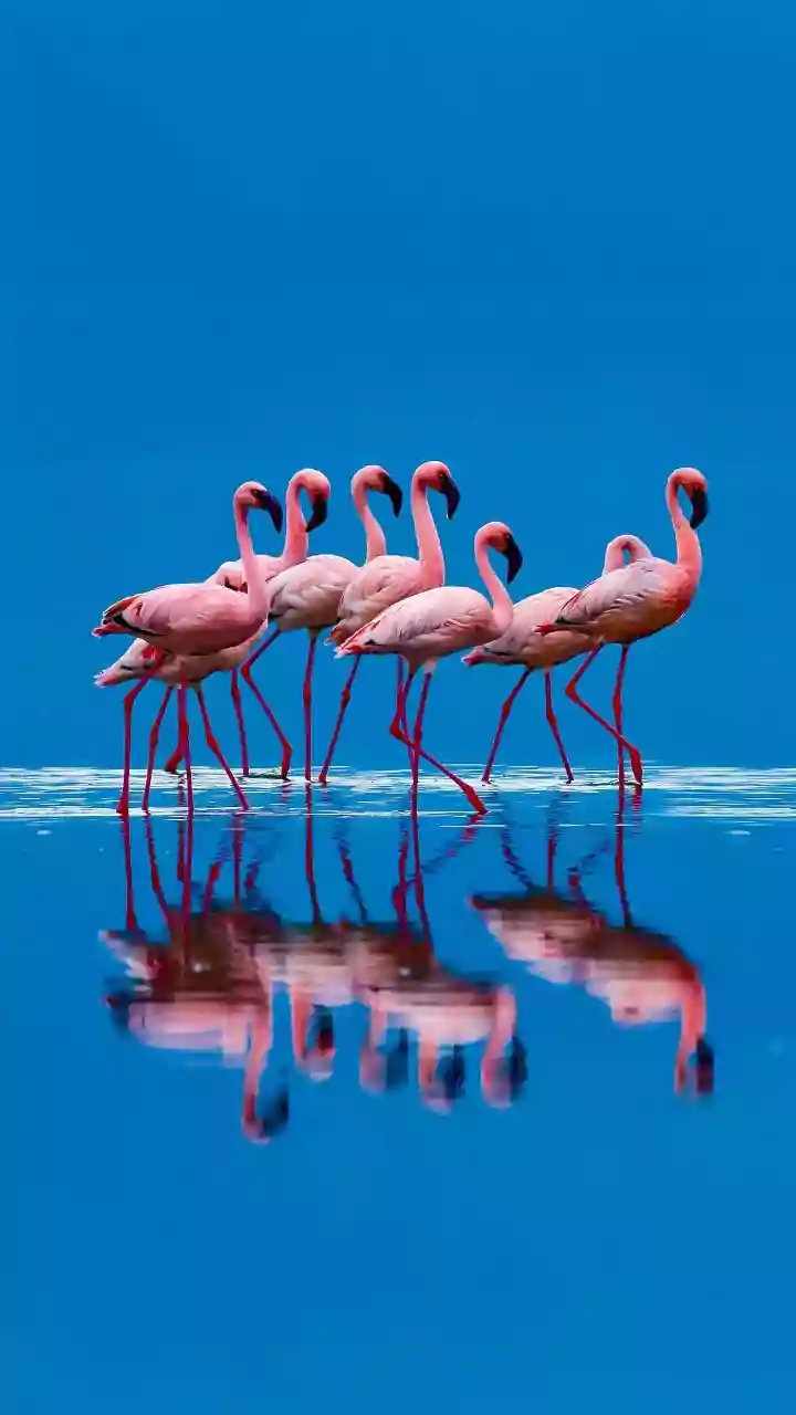 Navi Mumbai: NGT Orders Study On Flamingo Habitat Near Nerul; CIDCO Denies Role In Alleged Water Obstruction