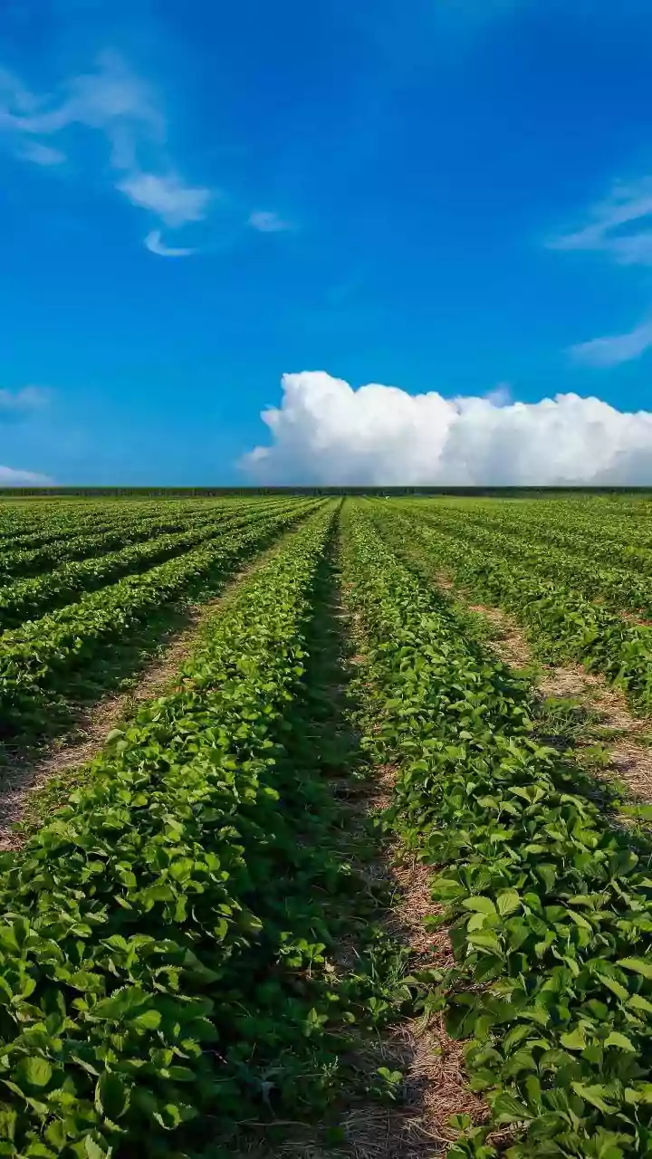 Understanding the Impact of Heavy Rainfall on Strawberry Farming in India