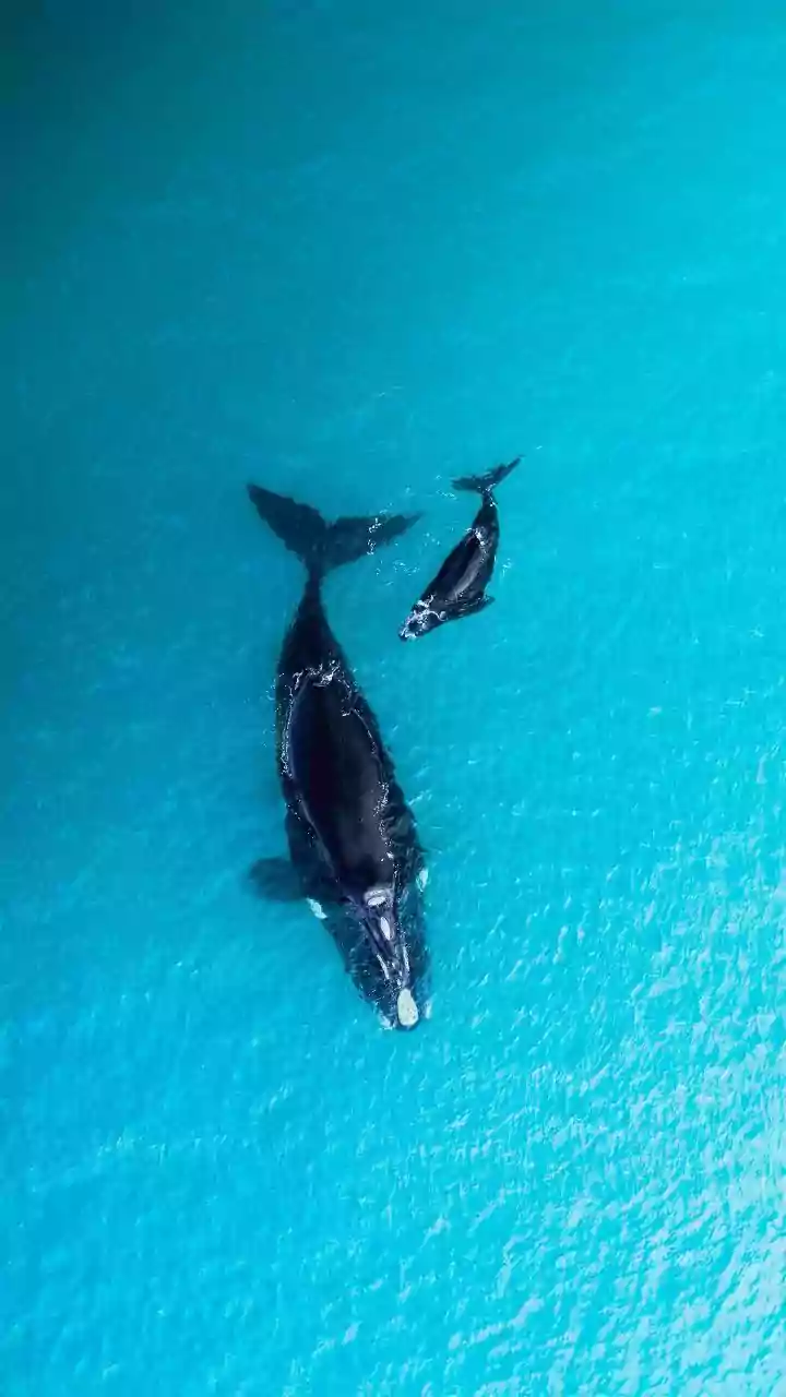 Cemitério de baleias com mais de 5 milhões de anos é descoberto no Oceano Índico
