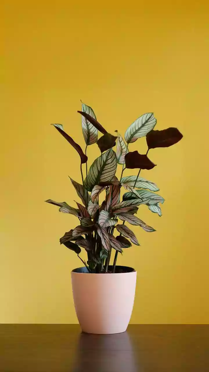 Esta planta atrai baratas e ela pode estar na sua casa; descubra qual é