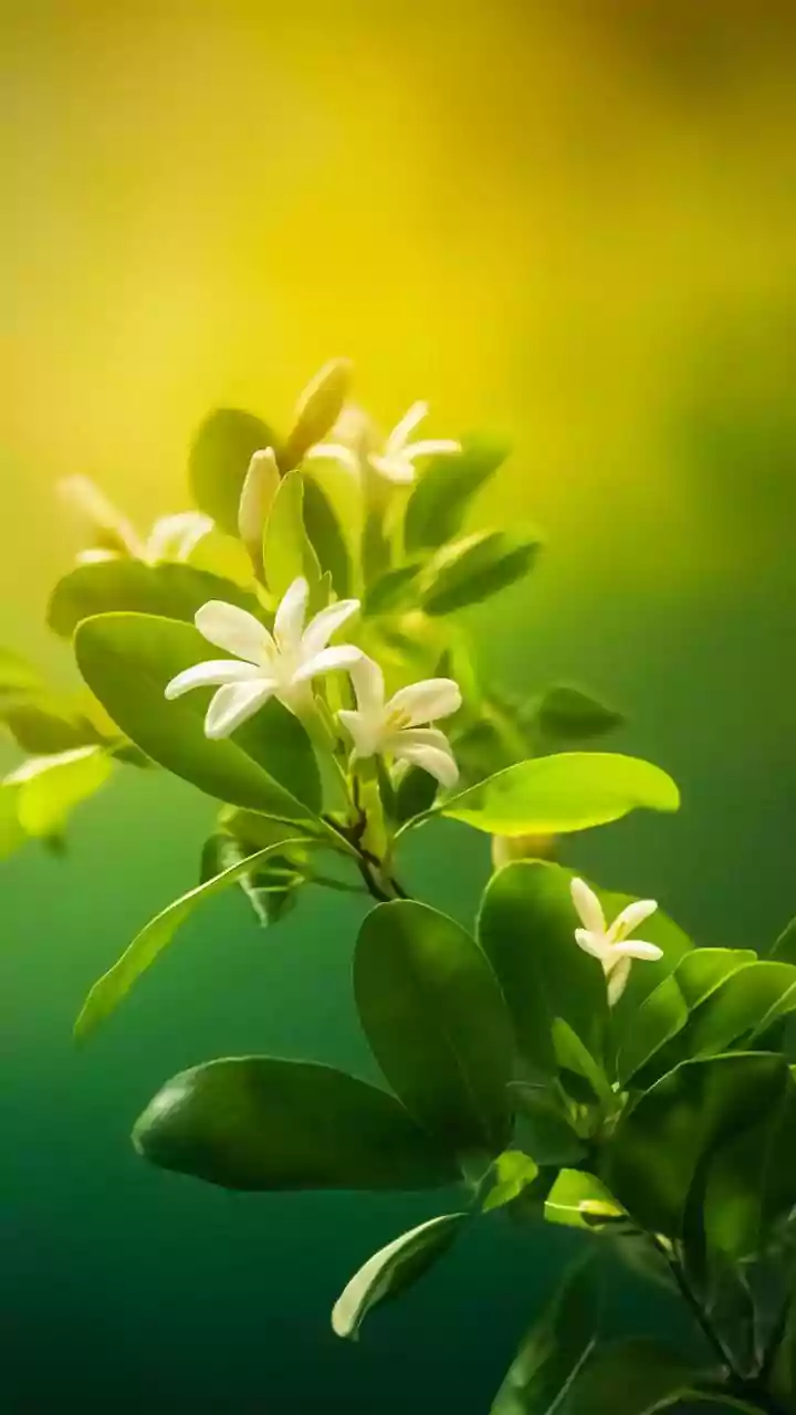 African Jasmine Plant Uses: Understanding African Jasmine's Appeal for Plant Enthusiasts