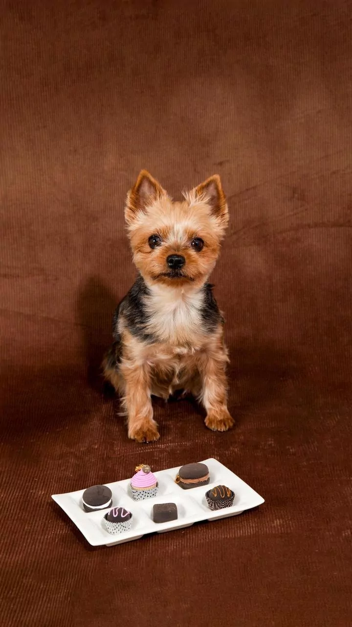 Gourmet Grub for Good Boys: The Rise of Luxury Pet Menus in Hospitality