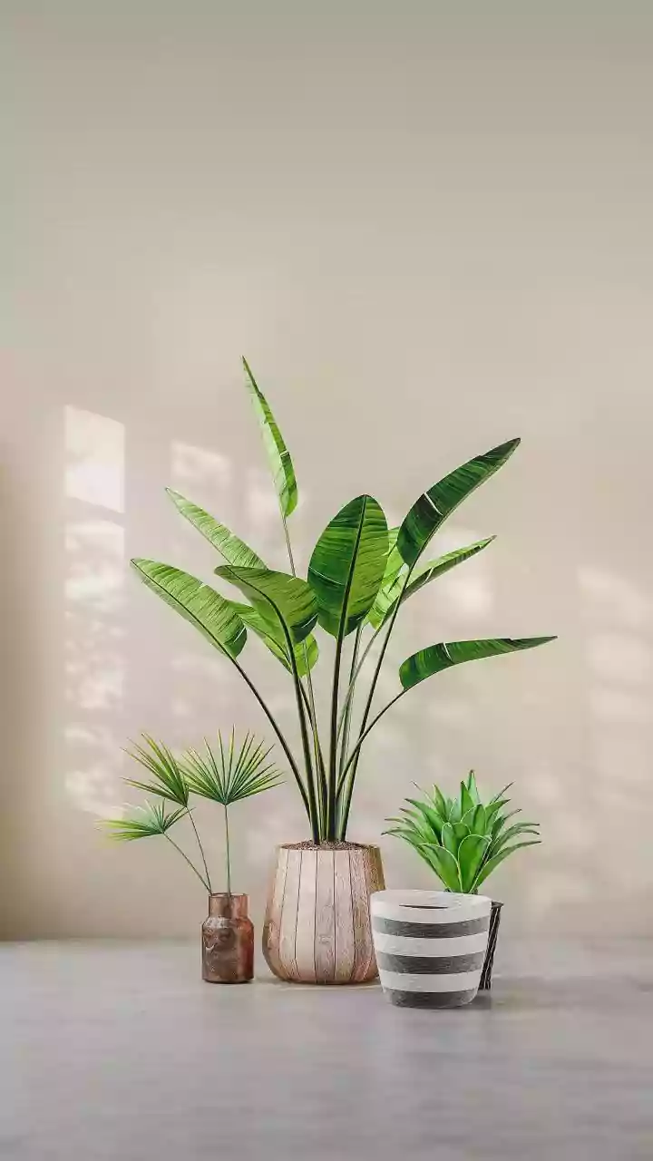 July Humidity Makes These Plants Even Happier