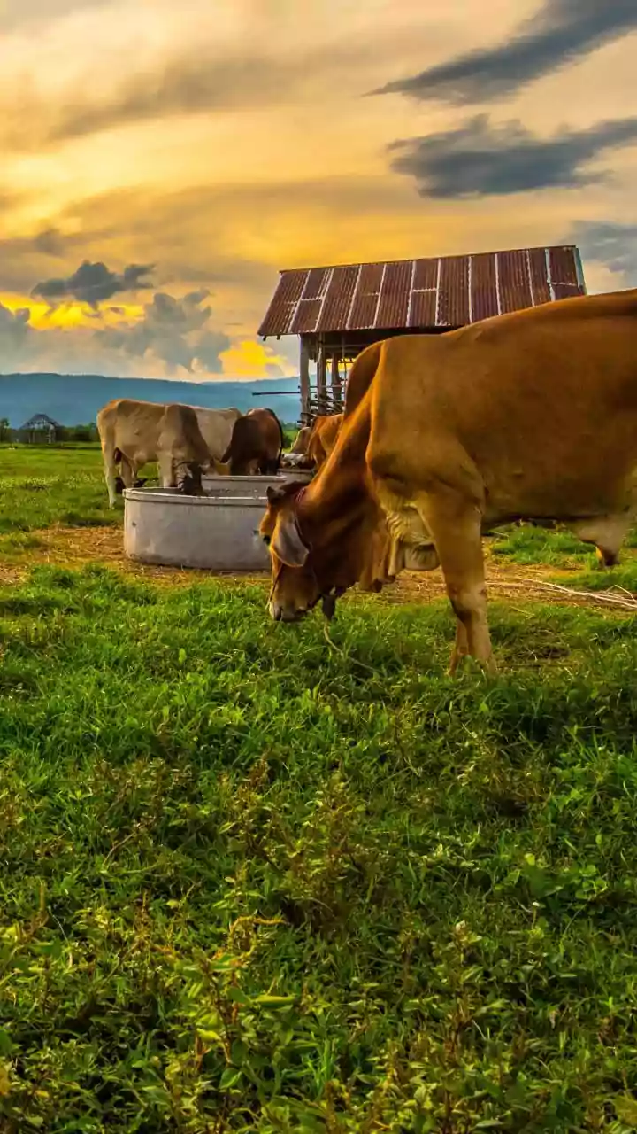 PM Modi's Cow Visit: A Makar Sankranti Tradition