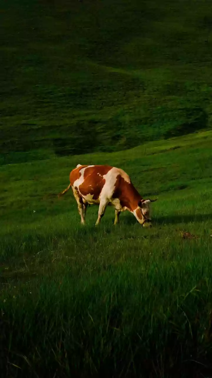 UP: Gangster involved in cattle theft held after encounter in Shahjahanpur